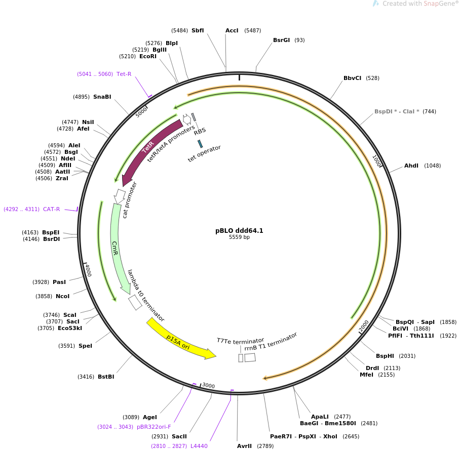 pBLO ddd64.1质粒图谱